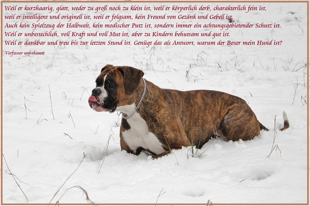 Warum ein Boxer?