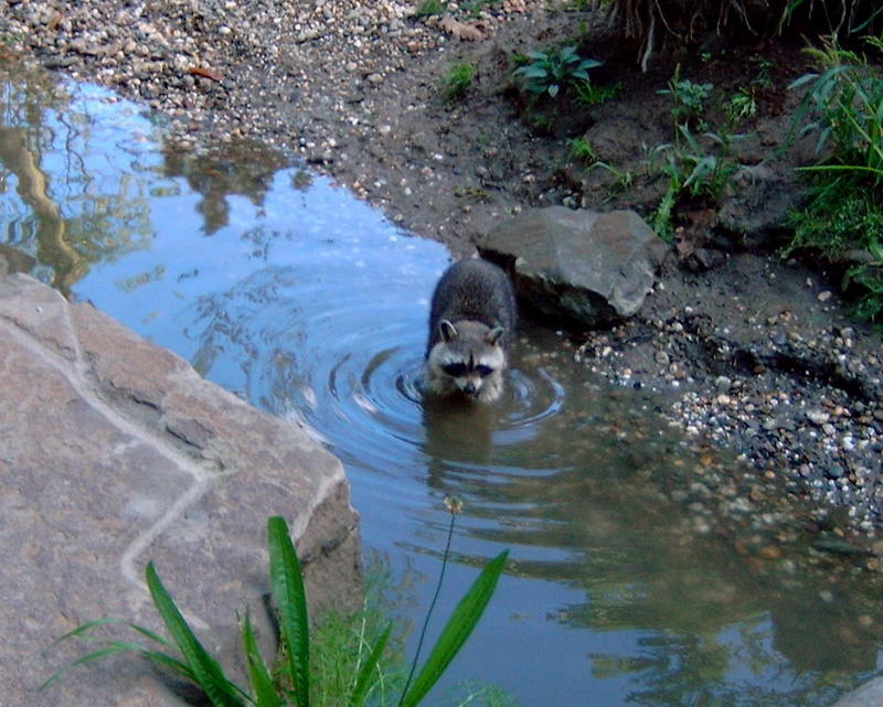 Warum ein Waschbär Waschbär heißt...