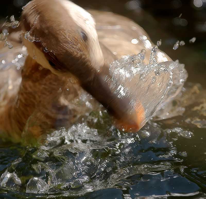 Warum Enten so schoen im Kreis schwimmen...