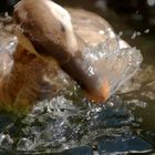 Warum Enten so schoen im Kreis schwimmen...