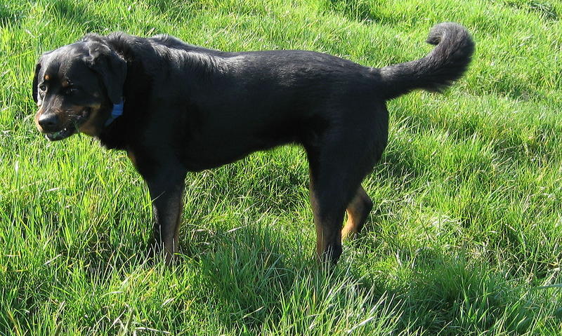 Warum essen Hunde eigentlich Gras?