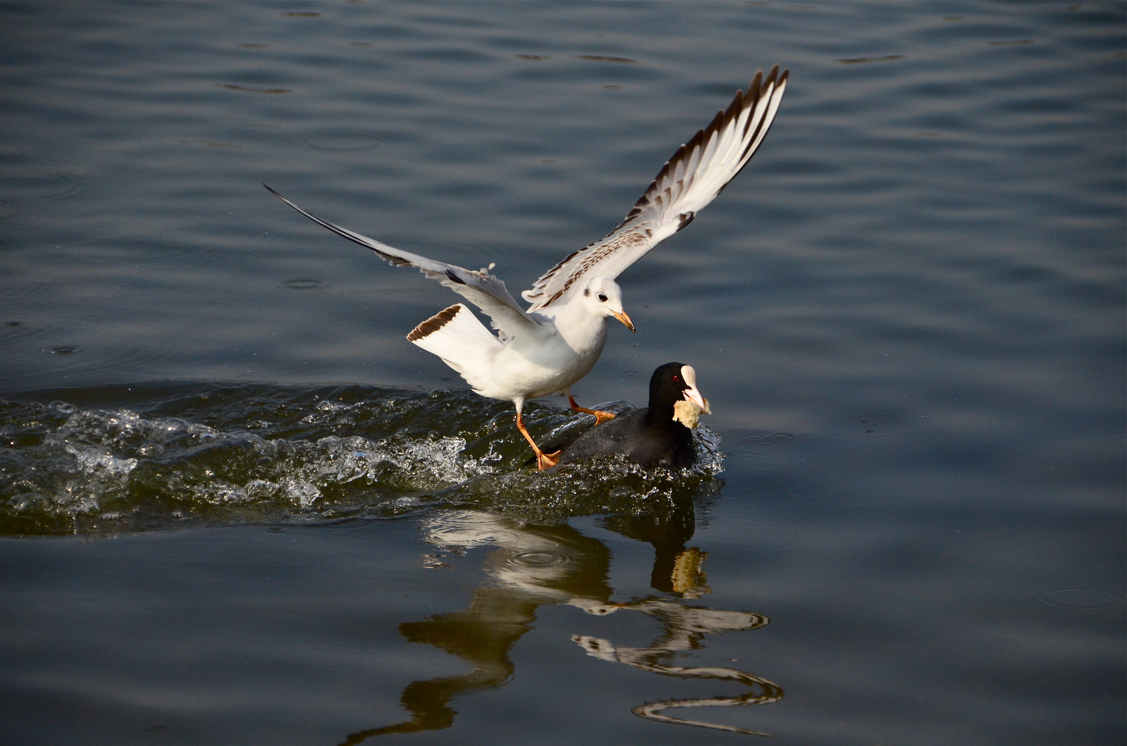 warum fliegen