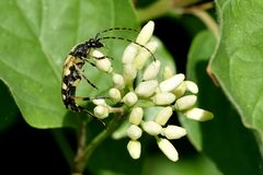 Warum fliegen, krabbeln geht auch