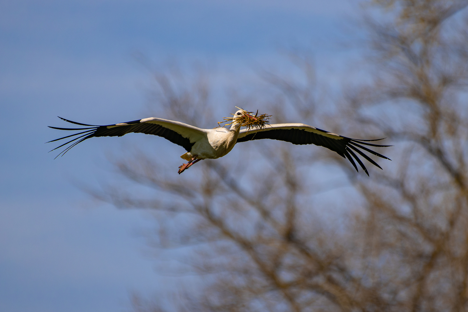 .... warum fliegt hier Stroh rum?? ...