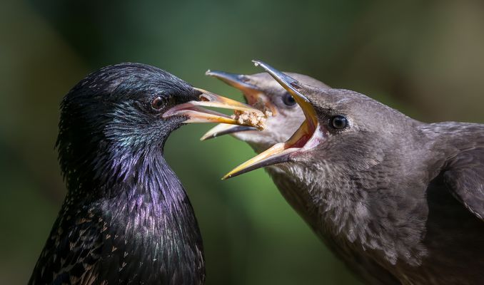 Warum habe ich nicht verhütet...