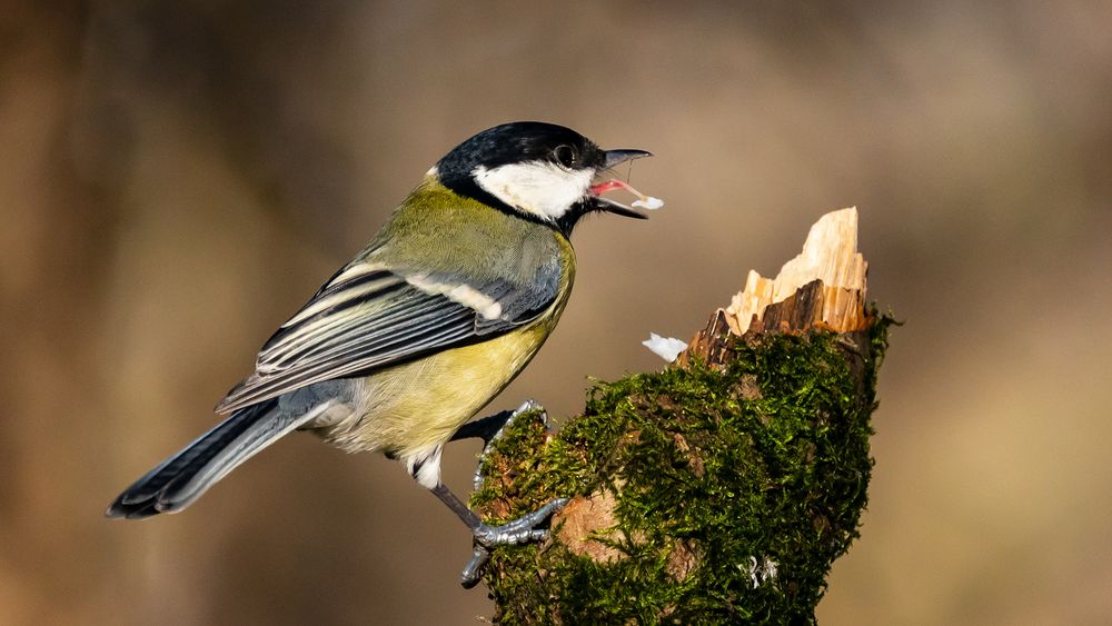 warum haben Vögel eine Zunge ?