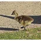 Warum hat Mama so einen langen Schatten