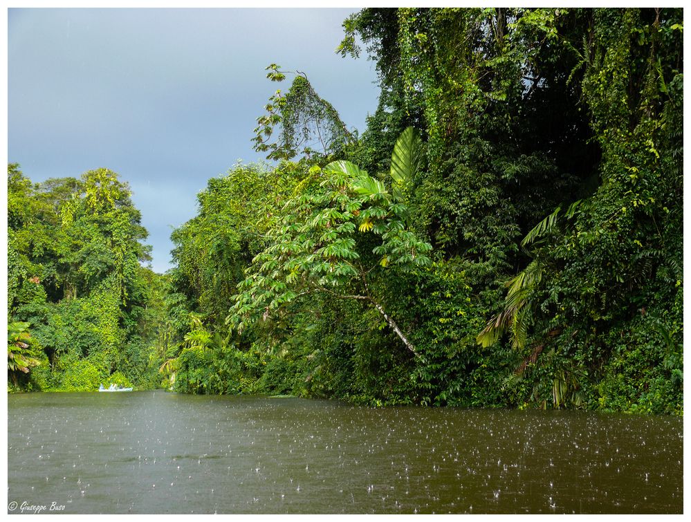 Warum heisst der Regenwald "Regenwald"...?