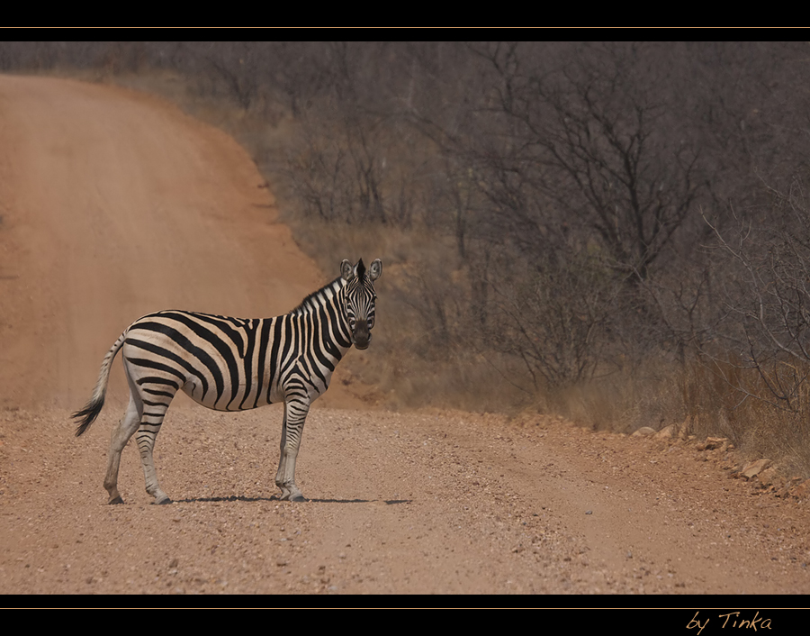 {{ warum heisst der Zebrastreifen Zebrastreifen }}