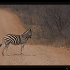 {{ warum heisst der Zebrastreifen Zebrastreifen }}