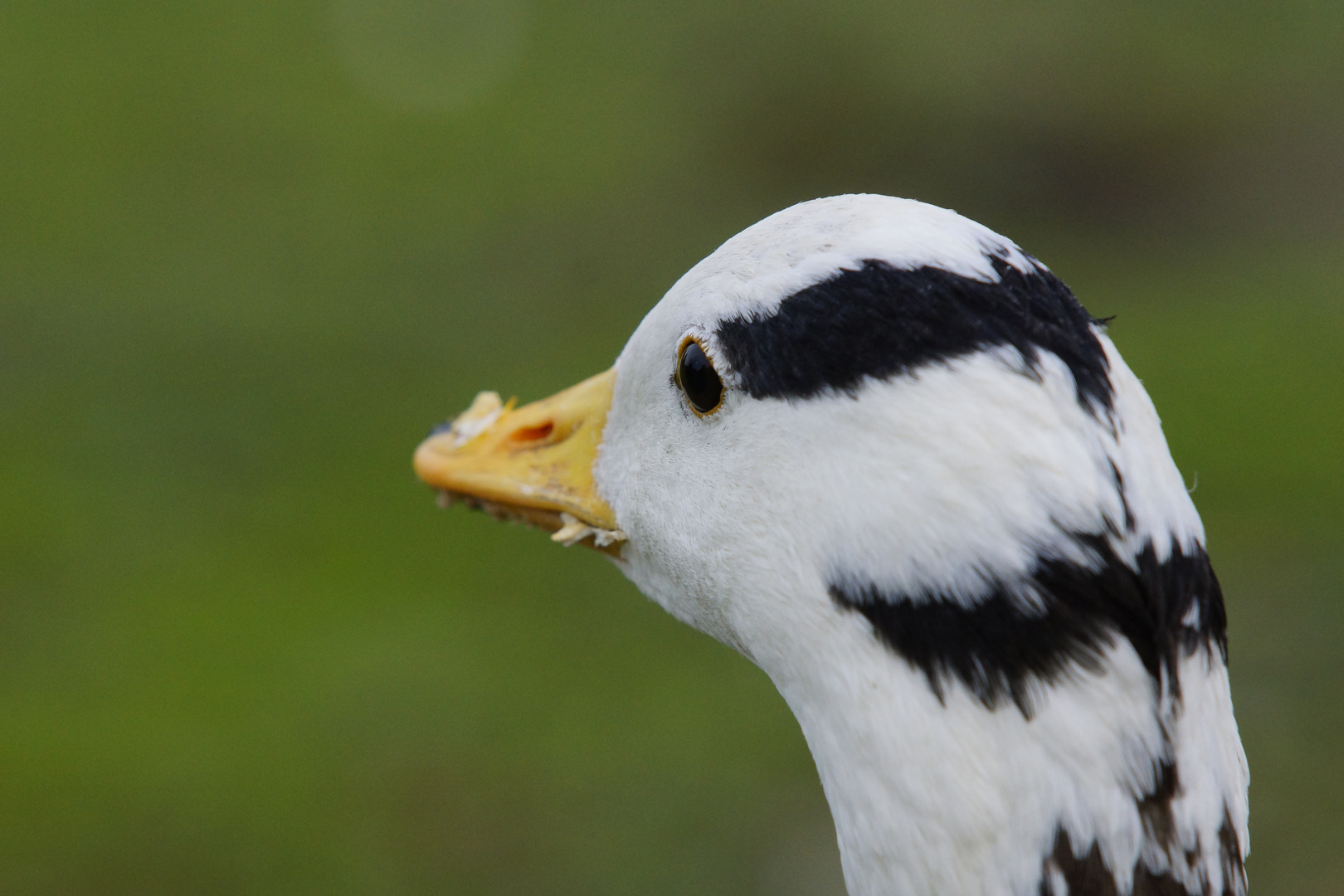 Warum heißt die Gans Streifengans?