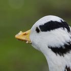 Warum heißt die Gans Streifengans?