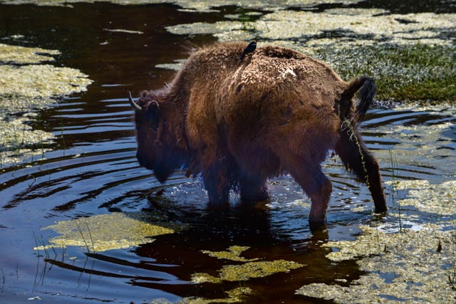 Warum immer ins Wasser pullern ?DSC_4972-2