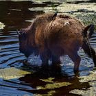 Warum immer ins Wasser pullern ?DSC_4972-2