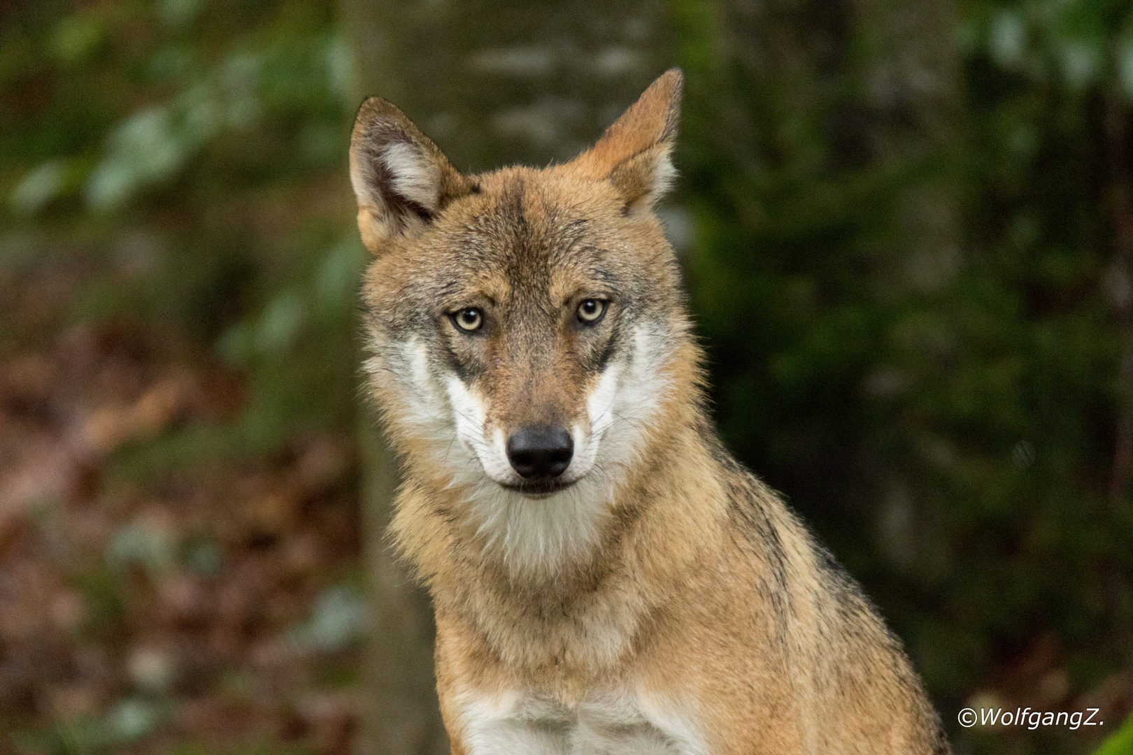 warum immer noch böser Wolf