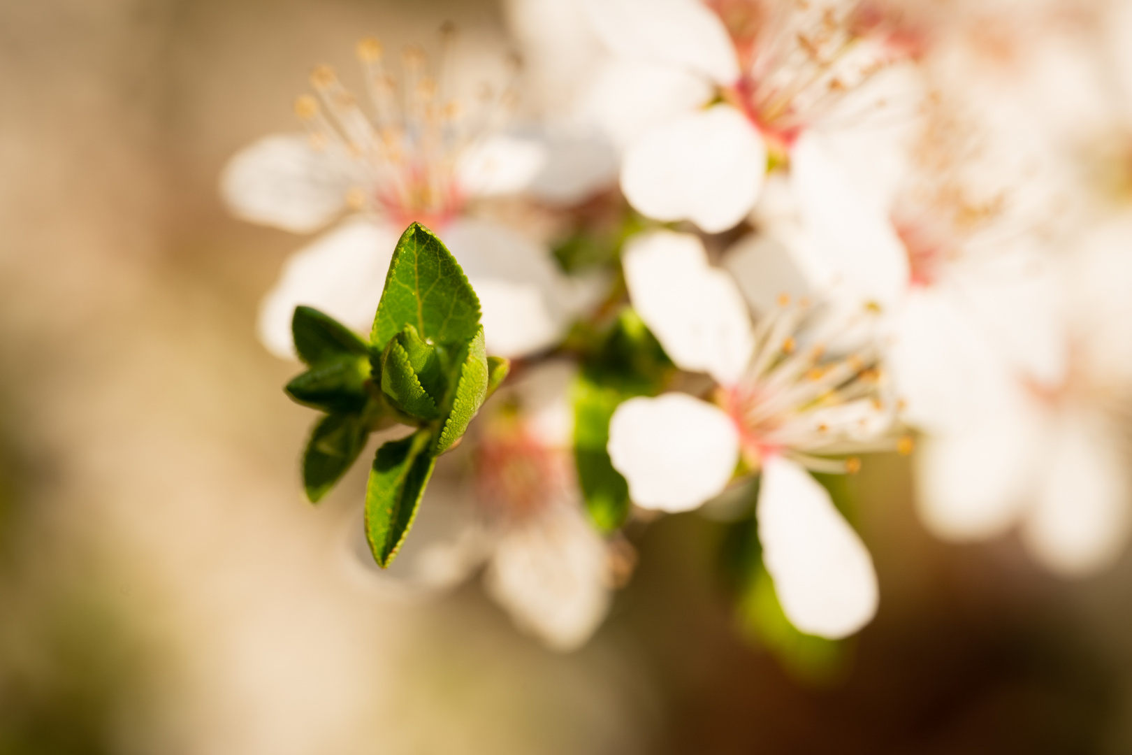 warum immer nur die Blüten scharf abbilden ?