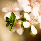 warum immer nur die Blüten scharf abbilden ?