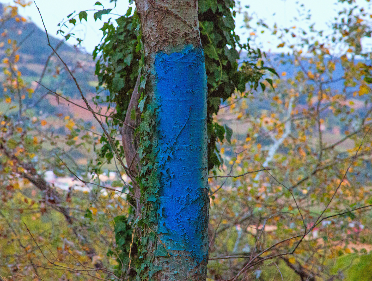 warum in dieser Gegend einige Baumstaemme blau markiert waren,