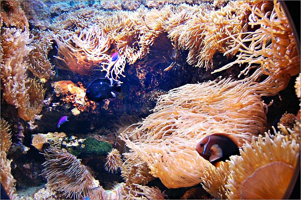 Warum Isst Man Karfreitags Fisch warum isst man freitags Fisch? Foto & Bild | natur, zoo, tiere Bilder