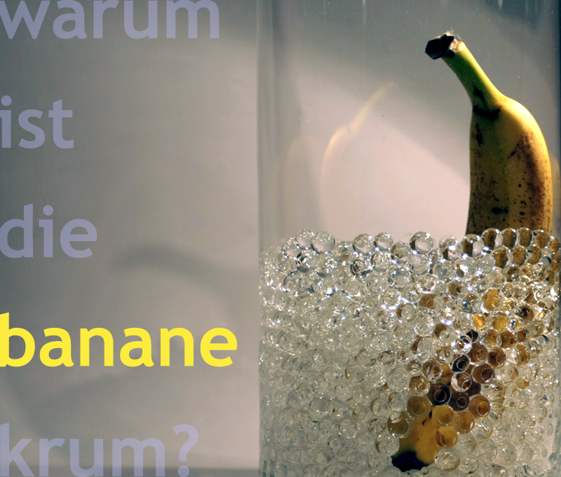 Warum ist die Banane krumm?