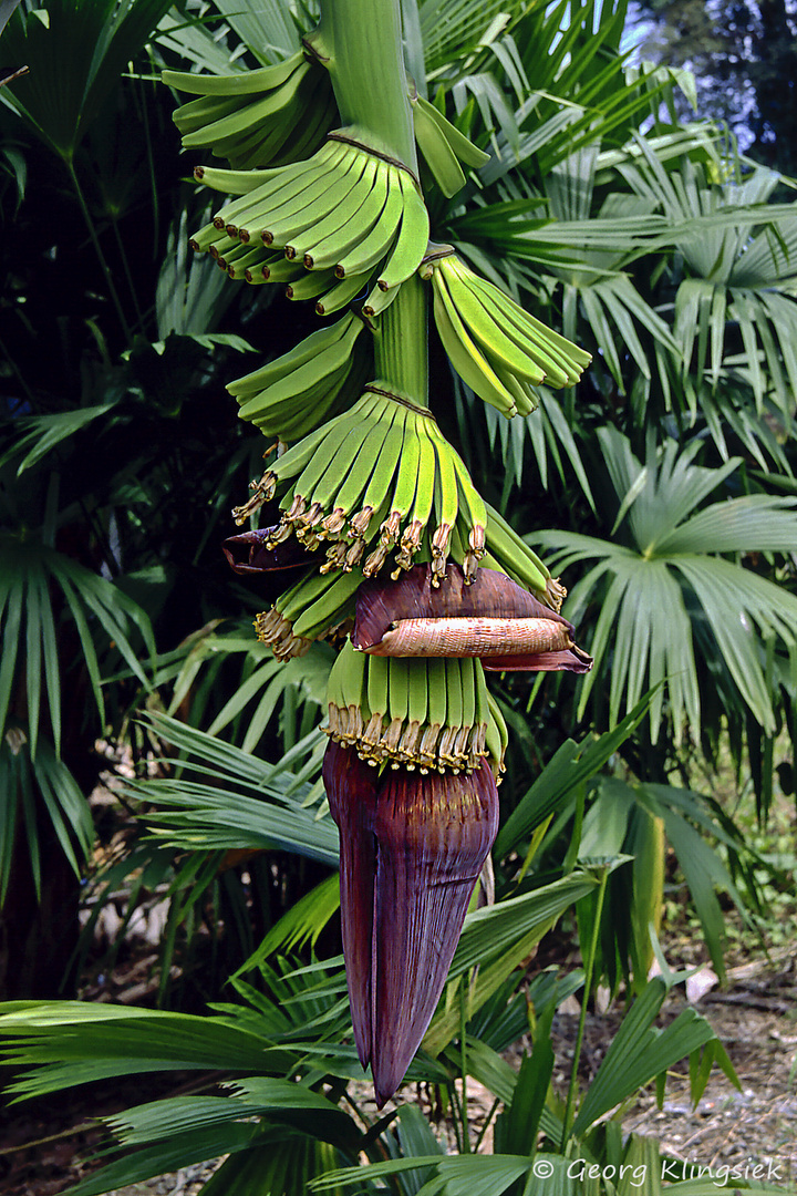 Warum ist die Banane krumm? 