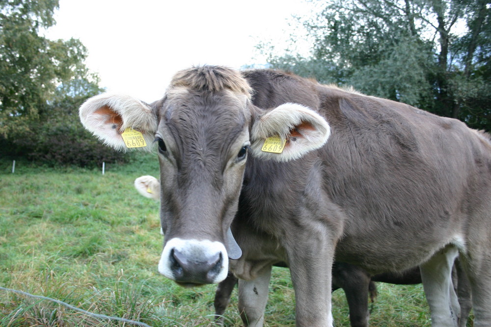 Warum ist die nicht lila?