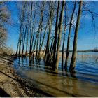 Warum ist es am Rhein so schön? (XXXIb)