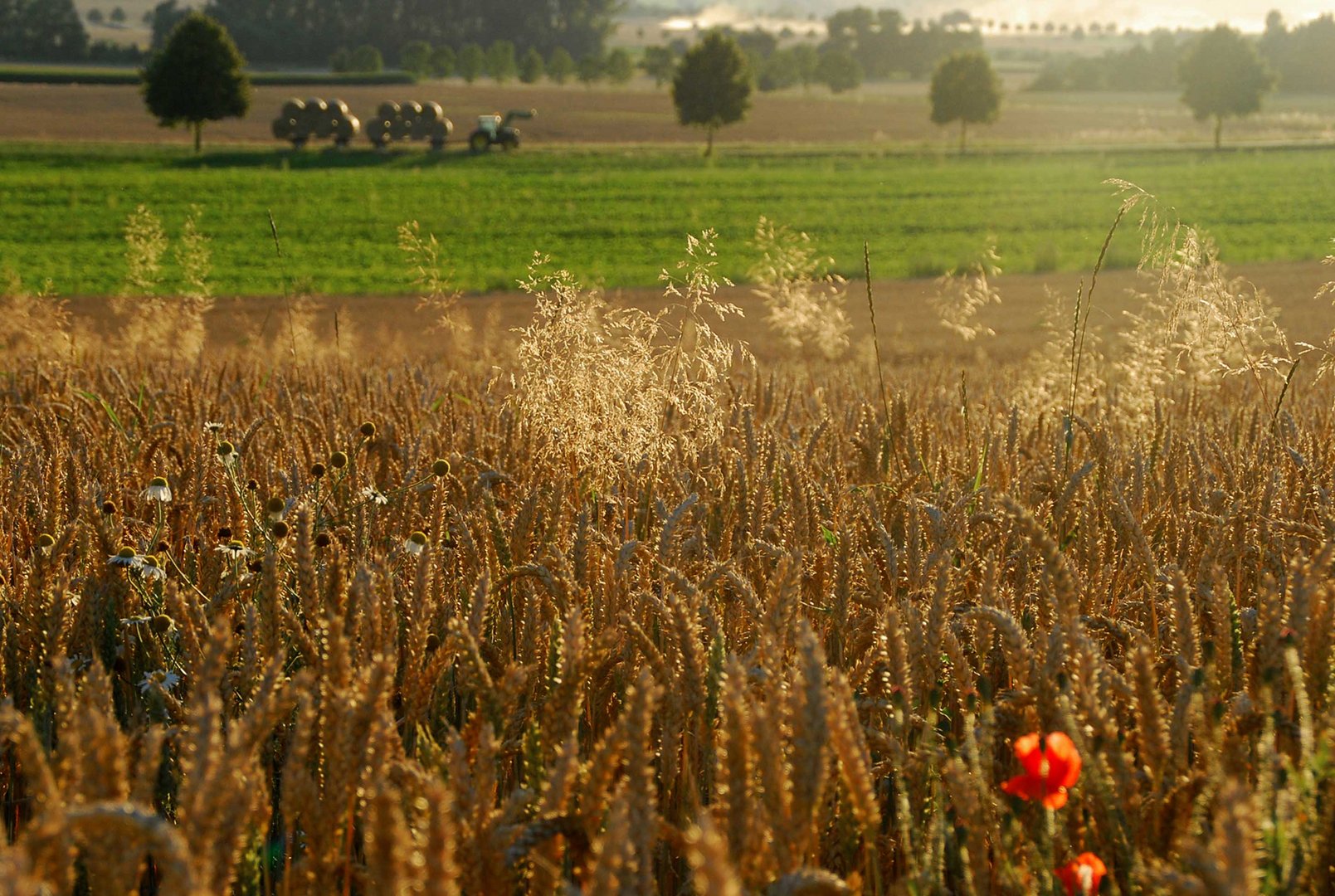 Warum kann nicht immer Sommer sein?