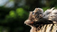 Warum Katzen in den Himmel gucken....