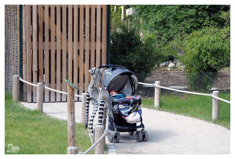 Warum Kinderwagen verboten sind...