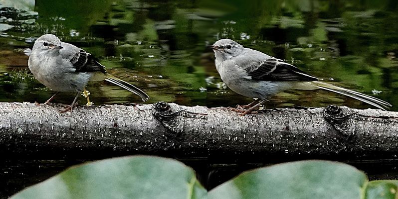 warum kommst du immer hinter mir her