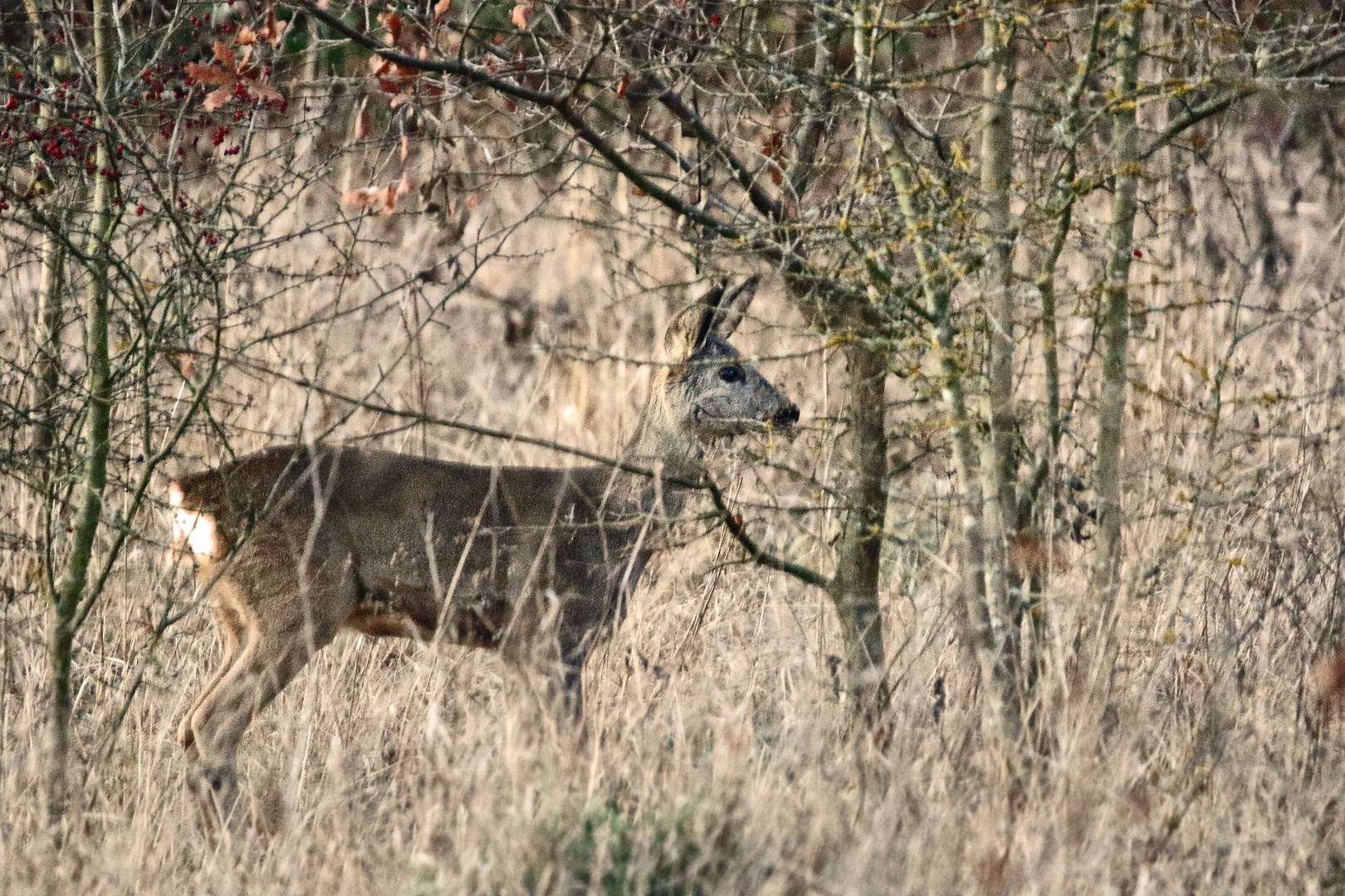 "Warum kommt es auch in der Dämmerung"? (ISO 6400, 1/30 ohne Stativ)