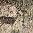 "Warum kommt es auch in der Dämmerung"? (ISO 6400, 1/30 ohne Stativ)