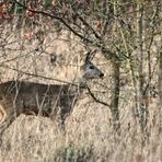 "Warum kommt es auch in der Dämmerung"? (ISO 6400, 1/30 ohne Stativ)