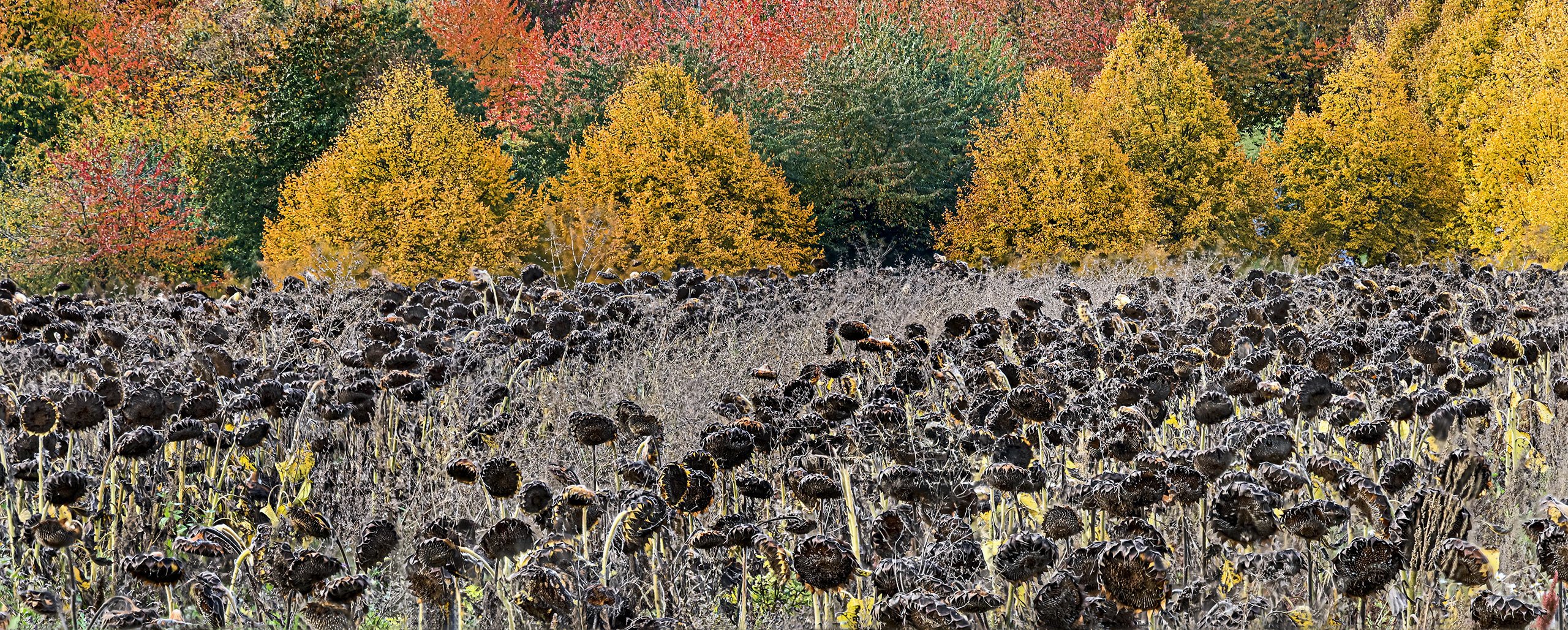 Warum lassen Bauern Sonnenblumen stehen?