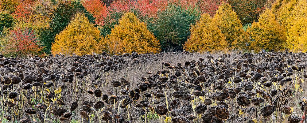 Warum lassen Bauern Sonnenblumen stehen?