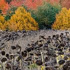 Warum lassen Bauern Sonnenblumen stehen?