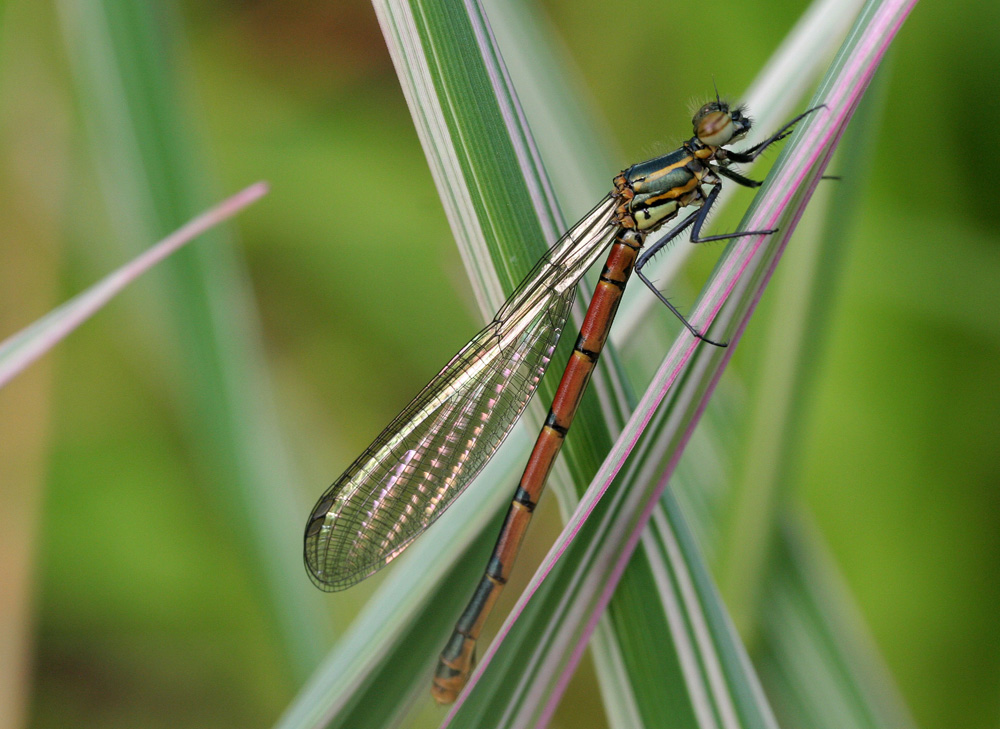 Warum nennen die Angelsachsen die Libelle eigentlich Dragonfly ?