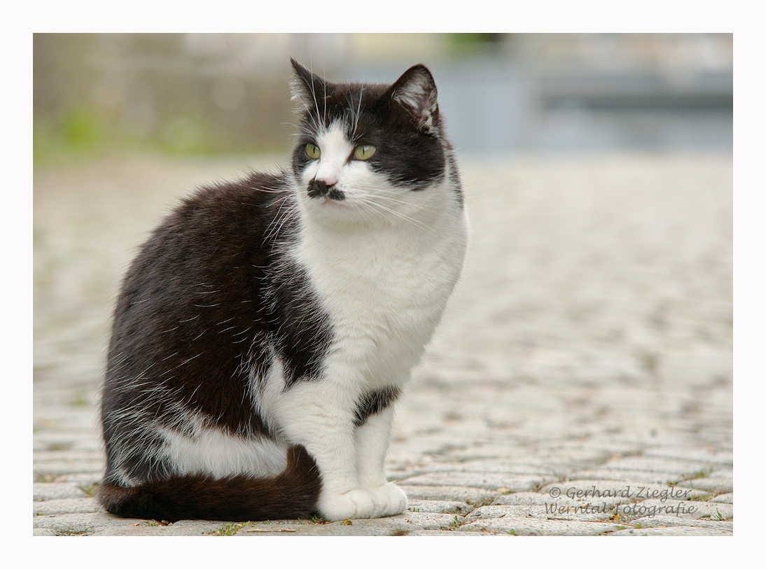 Warum nennen mich immer alle "Adolf" - ich heiße doch Willi!