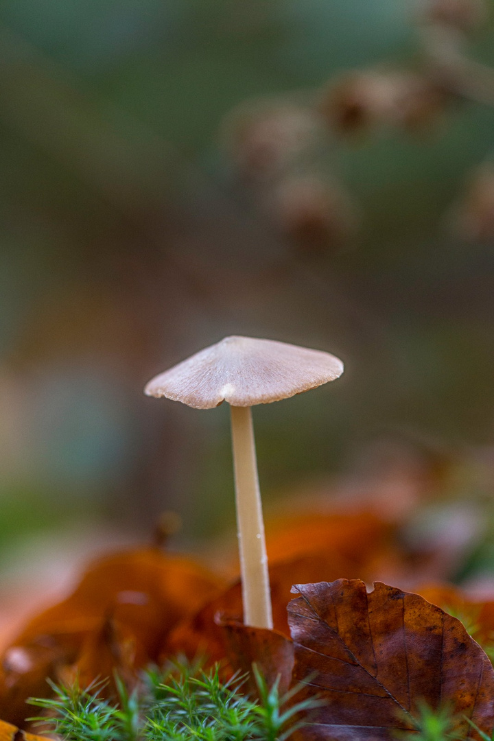 Warum nicht auch mal ein Pilz veröffentlichen