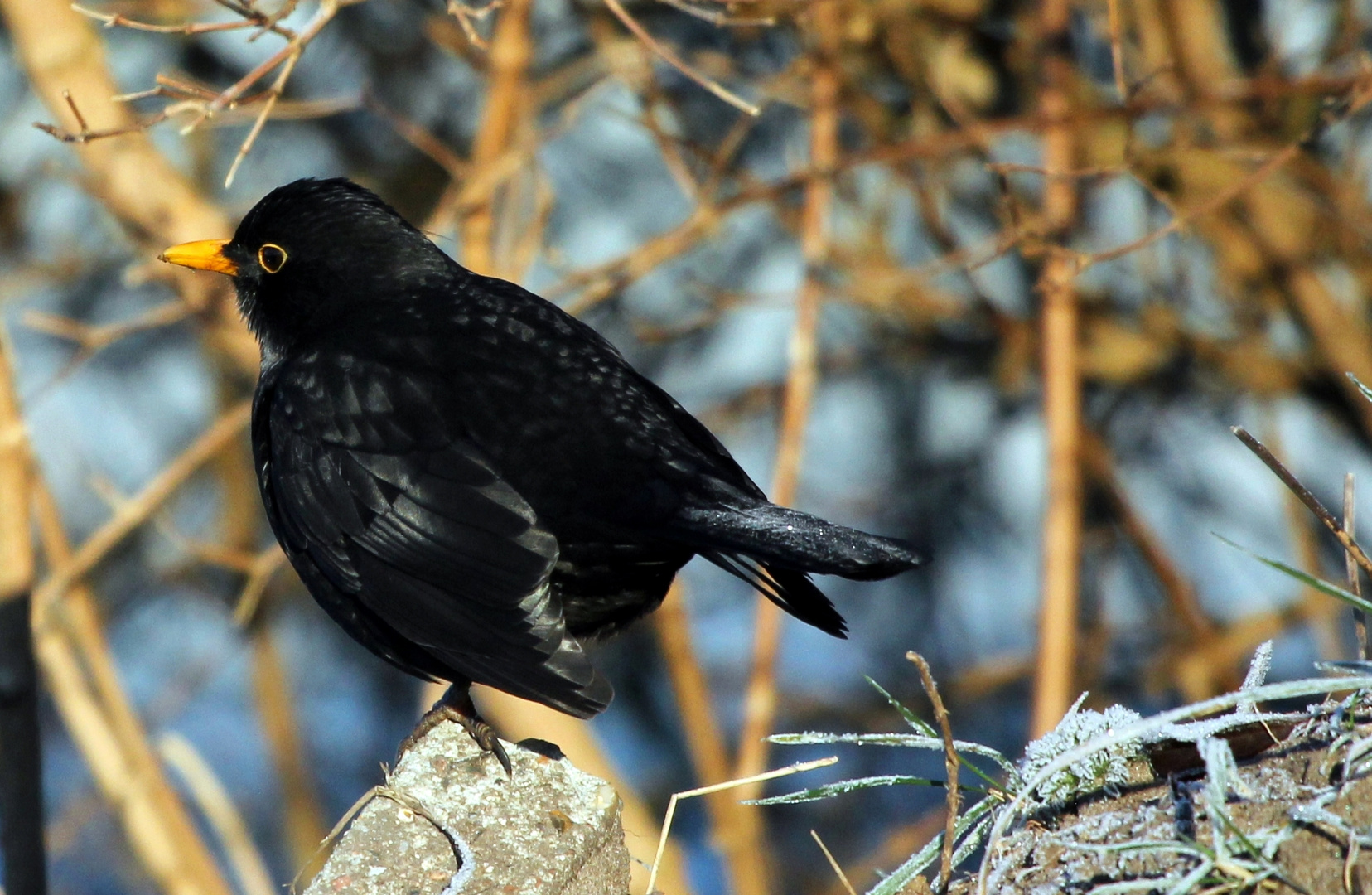 Warum nicht mal eine Amsel ?