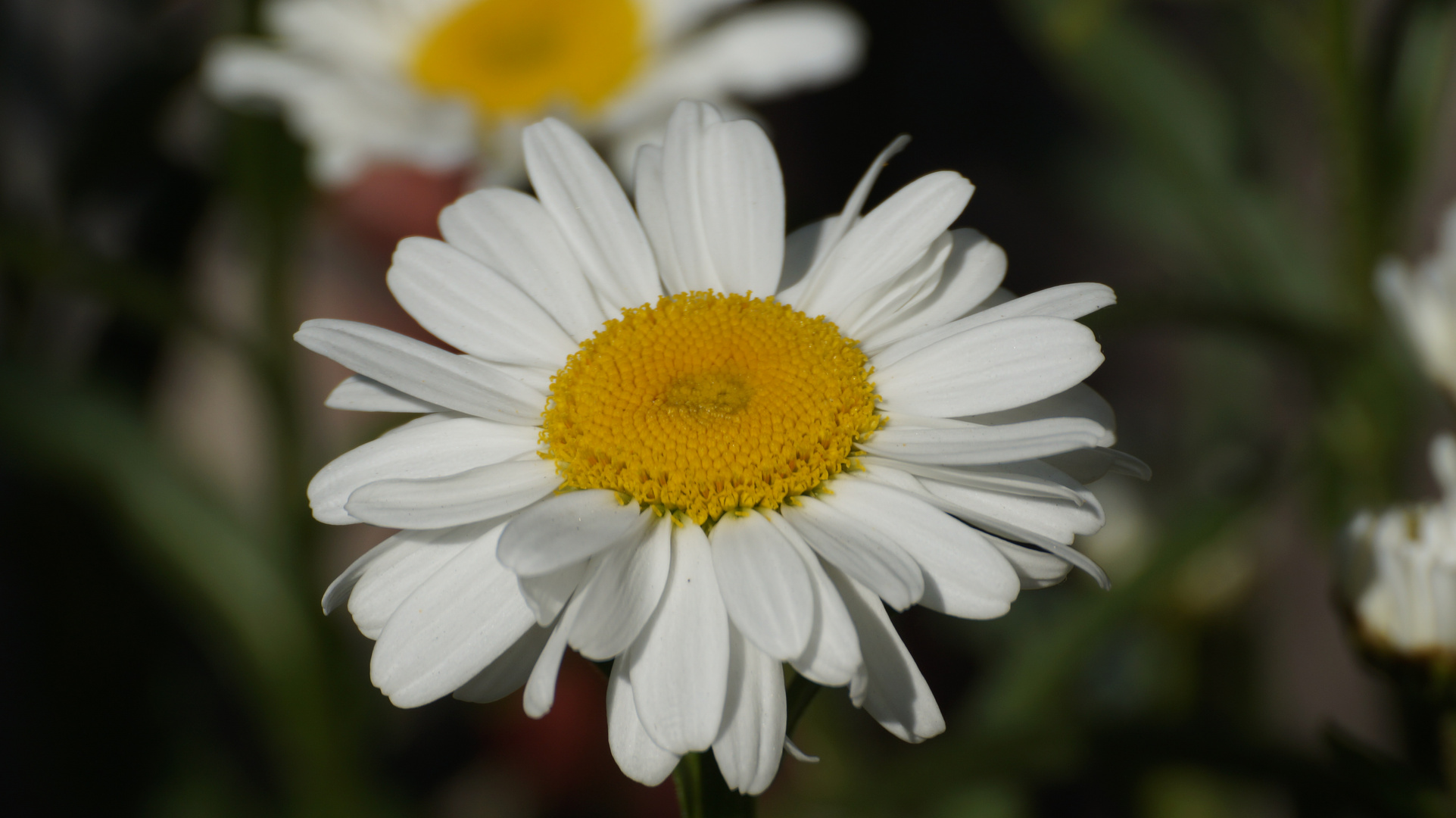 warum nicht mal eine Margeritenblüte