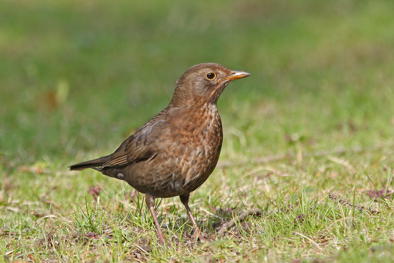 Warum nicht mal ne Amsel?