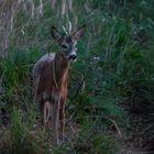 "WARUM NUR ...... WARUM"? (ISO 12800)