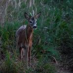 "WARUM NUR ...... WARUM"? (ISO 12800)