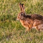 "WARUM NUR ......WARUM"? (ISO 16000 u. 1/30 aus der Hand)