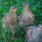 "WARUM RENNT DER SCHON WIEDER WEG"?