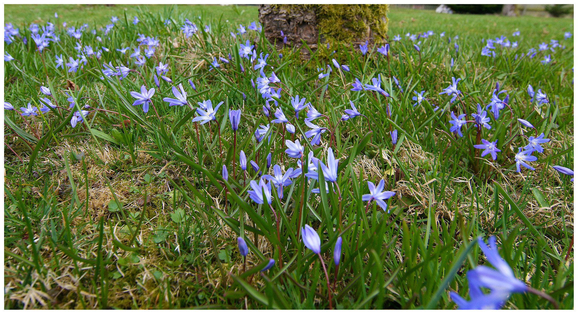 Warum riecht der Frühling so gut?