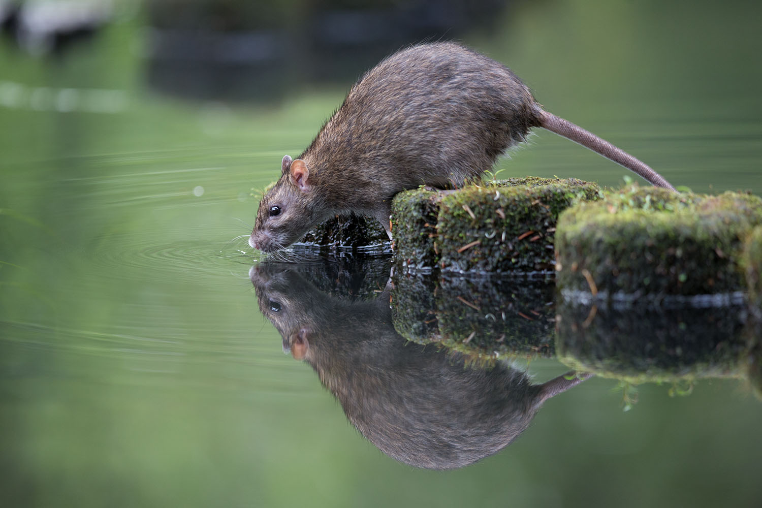 Warum schaut die Ratte ins Wasser?