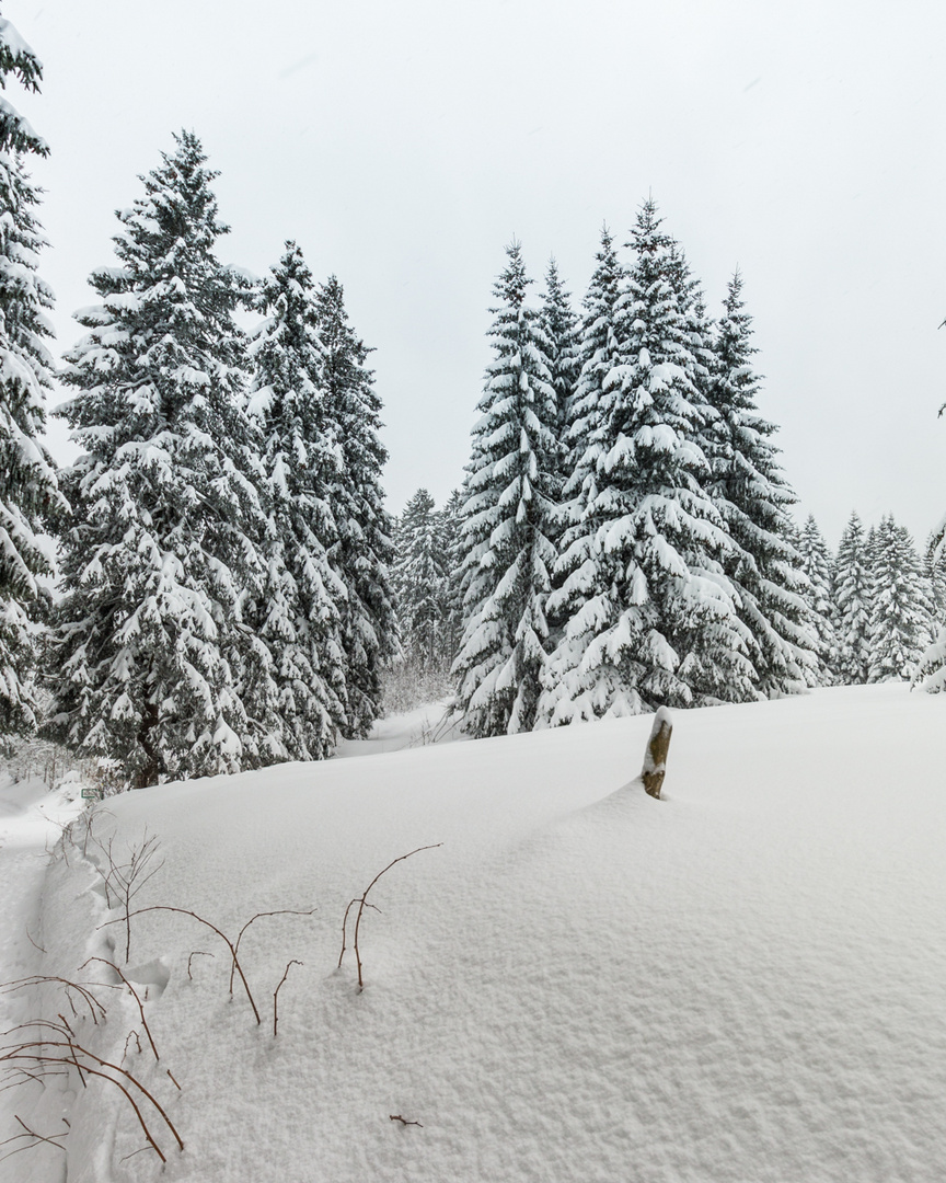 Warum Schwarzwald?